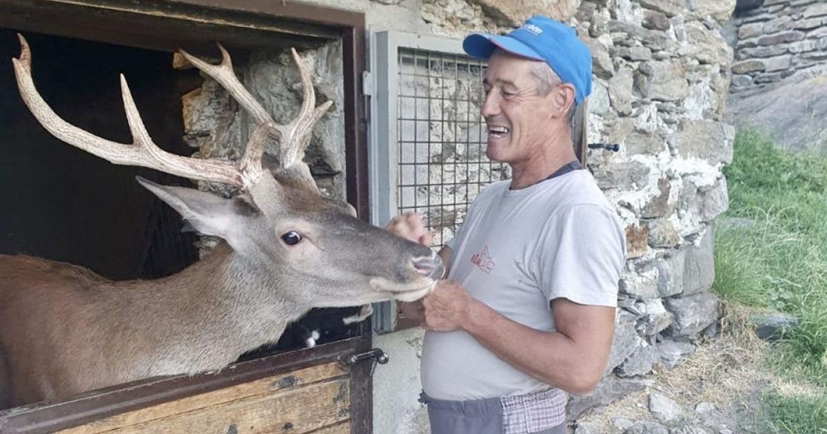 https://www.gazzettadiparma.it/resizer/1200/630/true/2025_09_30/Bambi-1759220343241.jpeg--morto_bambi__il_cervo_piu_famoso_d_italia.jpeg?1759220343262