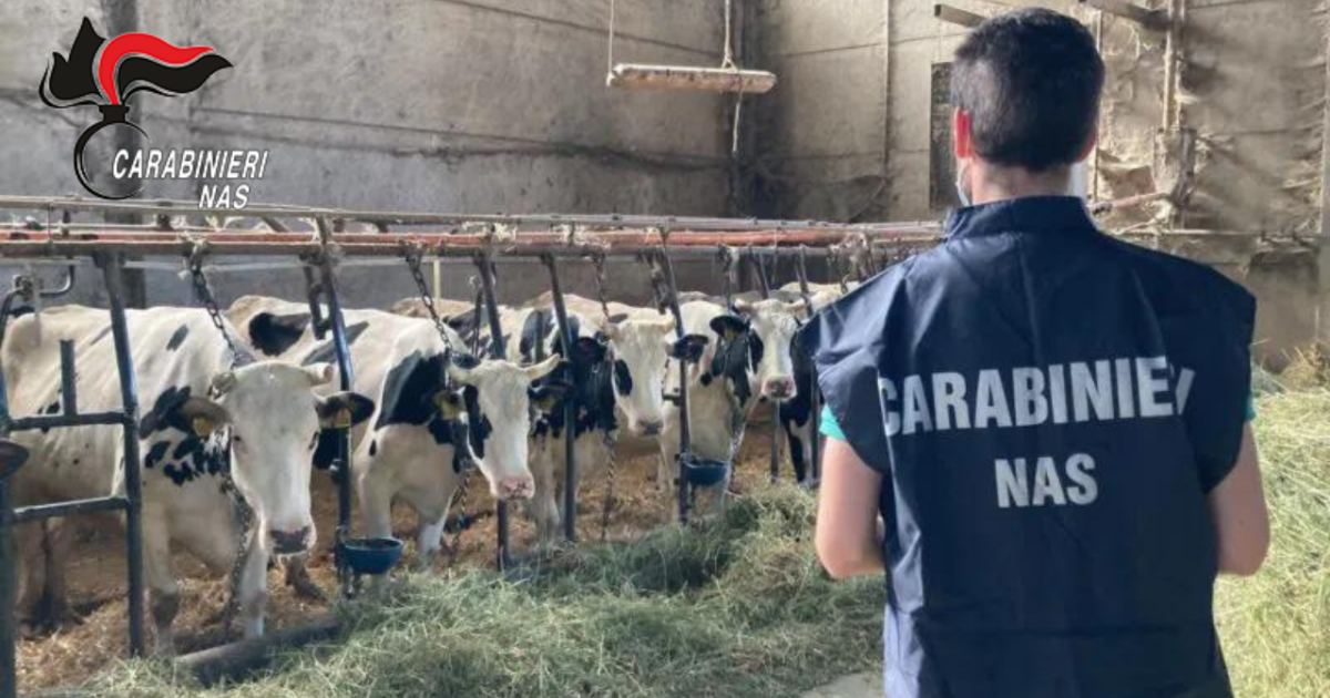 https://www.gazzettadiparma.it/resizer/1200/630/true/2025_10_21/Carabinieri_Nas_Parma_controlli_allevamento_repertorio-1761030742565.png--carabinieri_nas_parma__sanzioni_per_irregolarita_nella_gestione_di_allevamenti_bovini.png?1761030742710