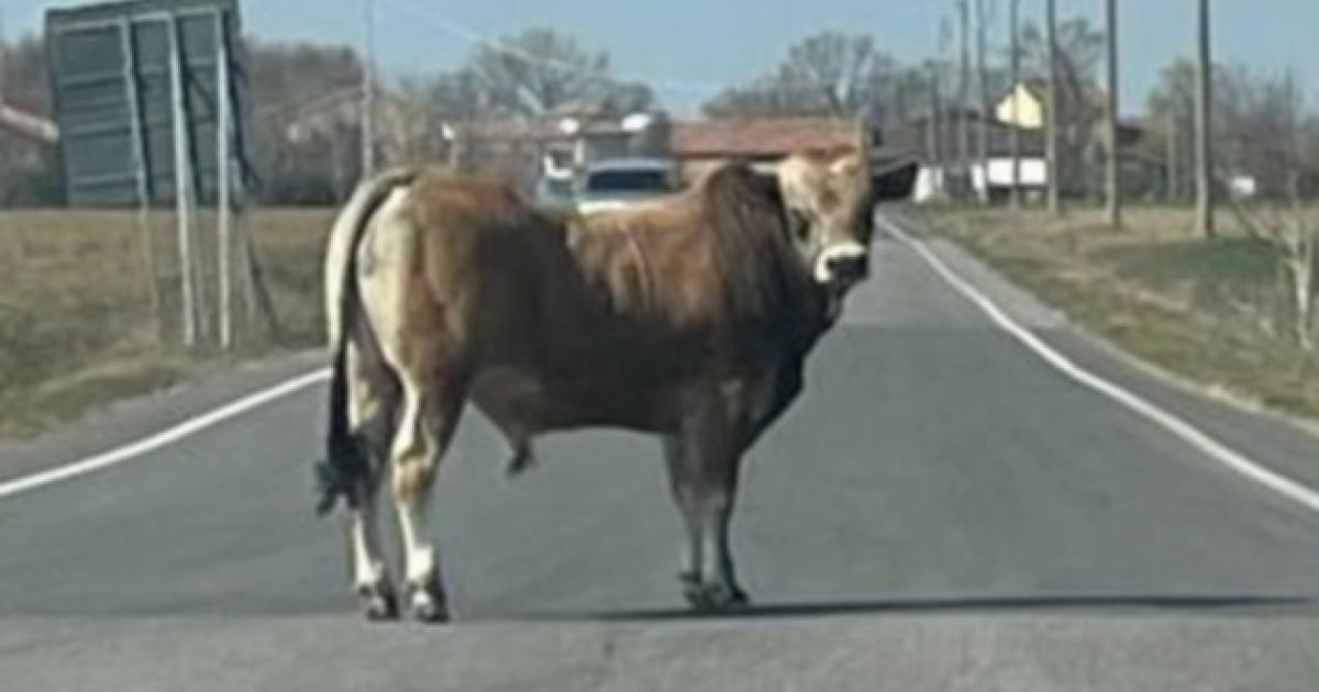 https://www.gazzettadiparma.it/resizer/1200/630/true/gn4/33374/GN4_DAT_33374403.jpg--toro_scappa_dal_macello__e_caccia_in_brianza__ricerche_anche_nella_valle_della_nava__lecco_.jpg