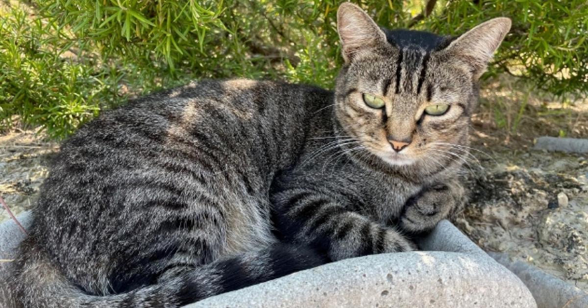 https://www.gazzettadiparma.it/resizer/1200/630/true/gn4/48291/GN4_DAT_48291429.jpg--il_gatto_paolino_e_tornato_a_casa_a_cafragna__dopo_10_mesi__un_incidente_e_tanti_chilometri___grazie_al_microchip_.jpg