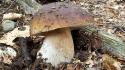 Funghi, crescono i costi per i permessi di raccolta