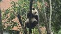 La magia dei panda, due ore di fila per vederne uno