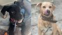 I cagnolini Dick e Mila cercano casa