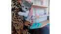 Gatto