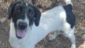 La cagnolina di 9 mesi Maya cerca casa
