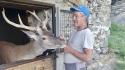Morto Bambi, il cervo più famoso d'Italia