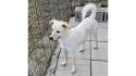 Lilly stava per entrare in un canile lager di seicento cani, dove si sarebbero perse le tracce.