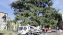 Manutenzione e cura per  il cedro e i platani di Maria Luigia in piazzale della Pace: saranno delimitati - Le foto