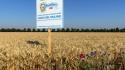 Mulino Bianco, arriva il nuovo Buongrano: piacere del gusto e attenzione per la terra