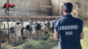 Carabinieri nas parma: sanzioni per irregolarità nella gestione di allevamenti bovini