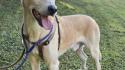 Fidenza: l'Enpa lancia un appello per Piero, cagnolino senza una famiglia