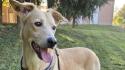 Fidenza: l'Enpa lancia un appello per Piero, cagnolino senza una famiglia