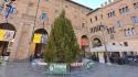 L'albero di Natale è arrivato in Piazza Garibaldi
