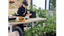 Fornovo di Taro: affidato in prova ai servizi sociali allestisce due serre in garage per coltivare marijuana. Smantellato il laboratorio e sequestrati mezzo chilo di marijuana, 12 piantine e un panett