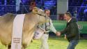Nel ring zootecnico di fieragricola debutta la supr&ecirc;me champion-