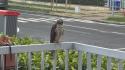 Quartiere San Lazzaro, a tu per tu con la natura: un falchetto si appoggia su un balcone