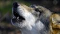 Un lupo maschio abbattuto nella notte in Alto Adige
