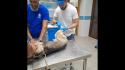 Cane lanciato da viadotto sulla Palermo-Sciacca, salvato