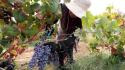 Eurostat: "Prezzi produzione agricola in aumento, +5,6% dal 2024"