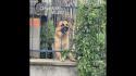 Va in vacanza e lascia il cane in cortile, denunciato