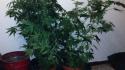 Aveva marijuana in casa, 'i soldi per curare la compagna malata'