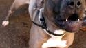 Agente spara e uccide un pitbull durante un controllo anti-droga