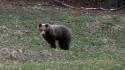 Orso si aggira nel Pordenonese e danneggia arnie