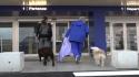 Con Ita il primo volo pet-friendly: "Italia prima in Europa"