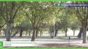 Nel verde ben gestito gli alberi crescono di piu'