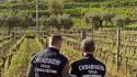 Vende falso vino Zibibbo, denunciato imprenditore tedesco