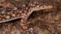 Team guidato da un italiano scopre una nuova specie di geco