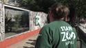 Allo zoo di Napoli nati quattro cuccioli di Fossa, i primi in Italia