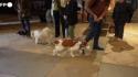 Francia, una chiesa celebra una cerimonia di benedizione per gli animali domestici