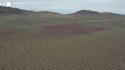 Il miracolo del "deserto fiorito" in Cile: l'Atacama si trasforma in un mare di colori