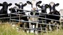 L'Ue propone nuove tutele per gli agricoltori sul Mercosur