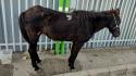 Abbandona cavallo ferito, denunciato ex consigliere comunale