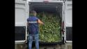Maxi piantagione di marijuana nell'Oristanese, 9 arresti