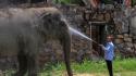 India, presenza di elefanti asiatici calata del 25% in 8 anni