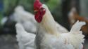 C'è un focolaio di aviaria in Piemonte, nell'Alessandrino