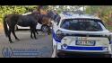 Cavalli in fuga a gara podistica Imola,vigili sventano pericolo