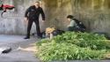 Scoperta una piantagione di marijuana nel Carso, un arresto