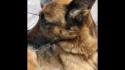 Dog sitter in bici, trascina il cane in catena per 6 km