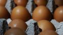 Decine di intossicazioni da cibo in tre settimane nel Reggiano