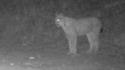 Terzo avvistamento di una lince nel Parco Gran Paradiso