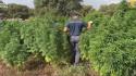 Piantagione con 4.600 alberi di marijuana scoperta nel Sassarese