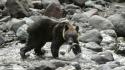 In Giappone record decennale di attacchi di orsi