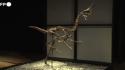 Il dinosauro Caenagnathides "Spike" in mostra prima dell'asta a Londra