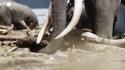 Indonesia, elefanti come 'gru' rimuovono i detriti dopo le inondazioni