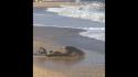 Una foca monaca avvistata sulla spiaggiola di Numana
