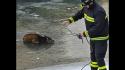 Vigili Fuoco salvano cervo intrappolato in un lago ghiacciato